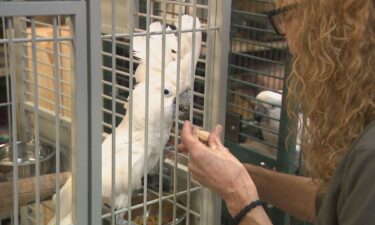 40 parrots were rescued from deplorable conditions in Kentucky and brought to Nashville.