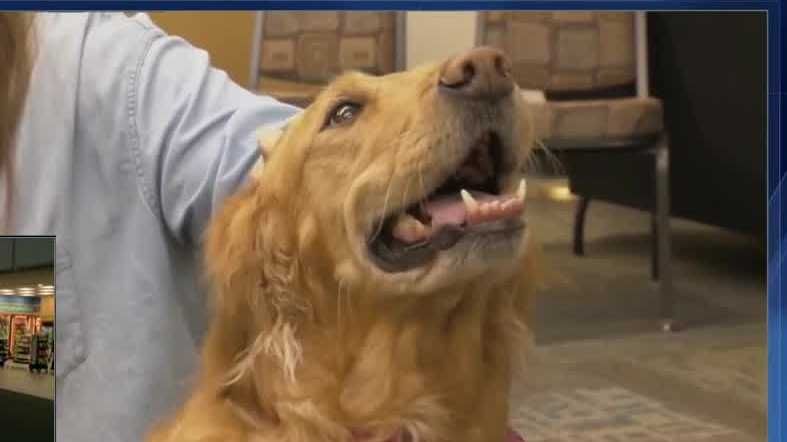 <i>WESH via CNN Newsource</i><br/>Her name is Macy and she spends her time comforting others.