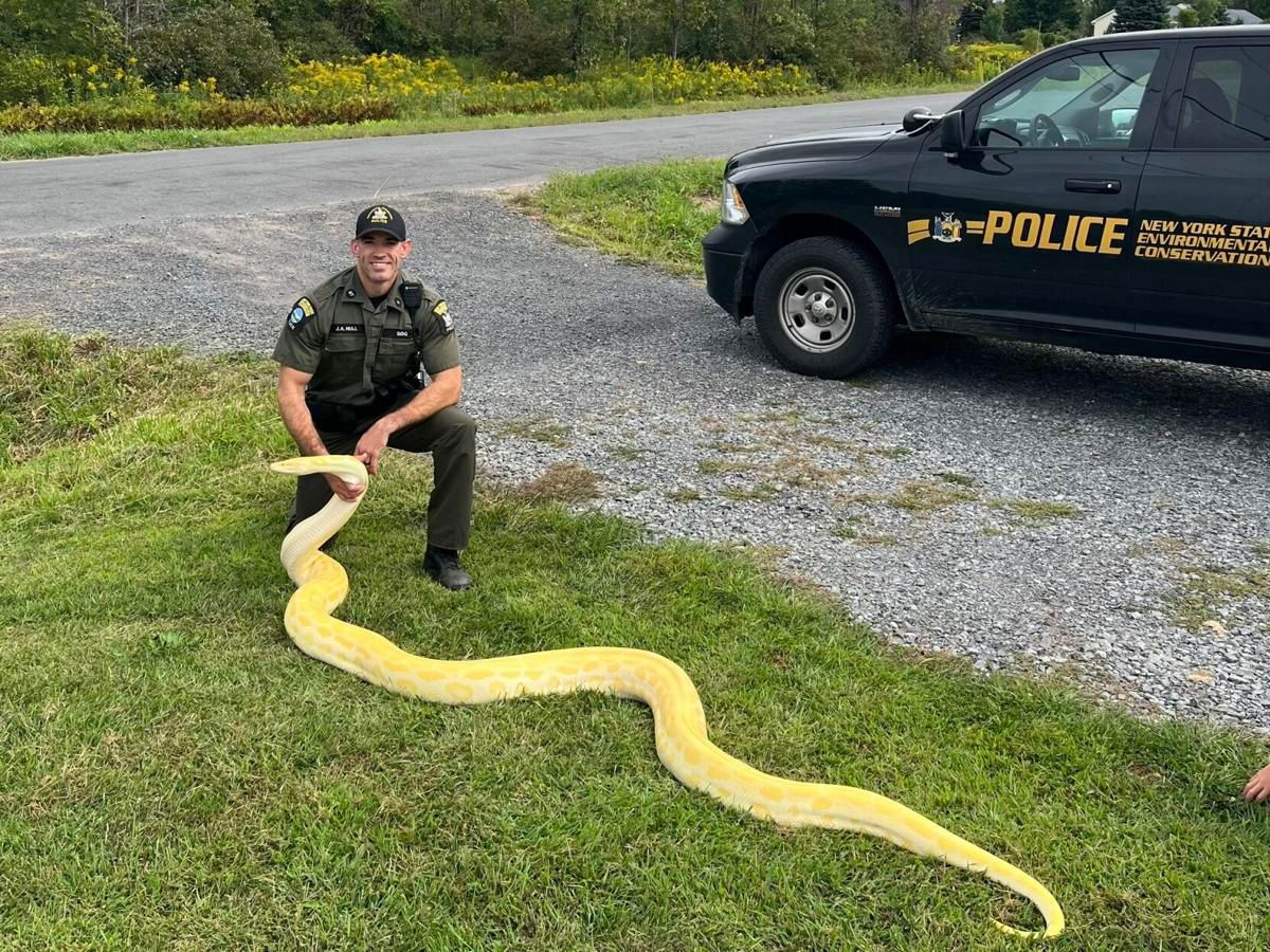 <i>Courtesy of NYS Department of Environmental Conservation Facebook Page/WKTV via CNN Newsource</i><br/>The snake was found to be in good health