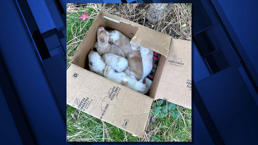 Bend police say 8 young puppies left in a box at Hollinshead Park appeared clean, well cared for.