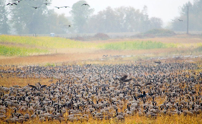 A large flock of cackling geese on the Sauvie Island Wildlife Area.