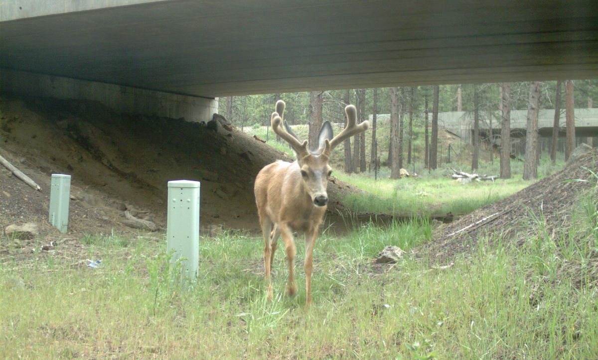 Wildlife crossings on Hwy 97 near Sunriver have helped reduce wildlife-vehicle collisions by nearly 90 percent.