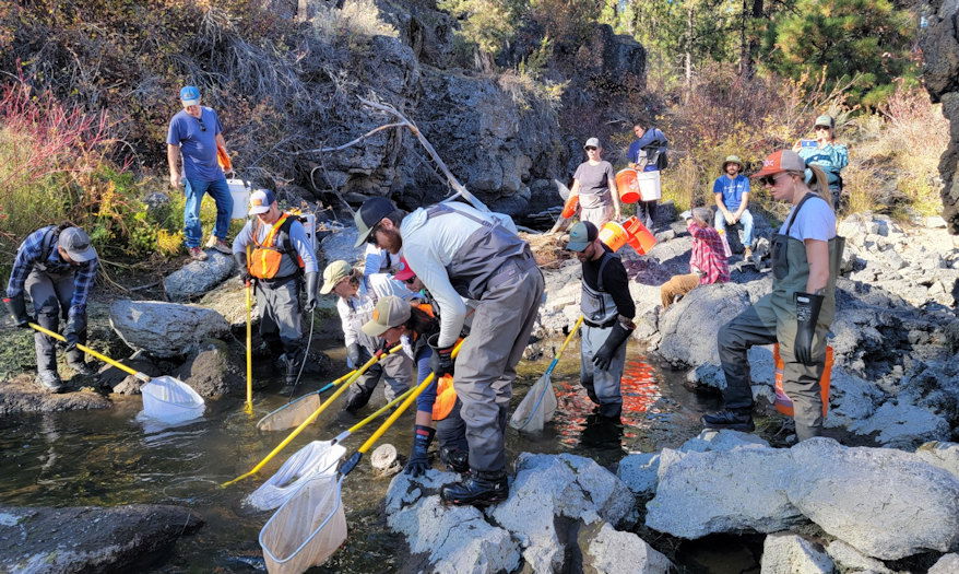 Community members wait to net fish to safely transport them out of the Lava Island side channel in the Upper Deschutes River.