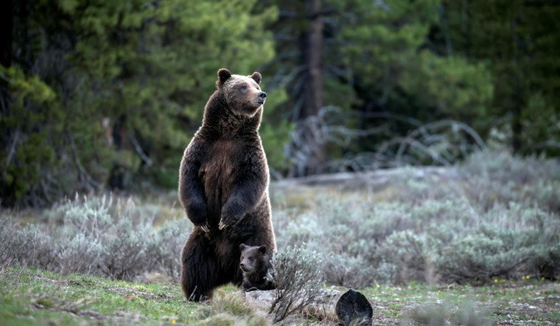 In this undated photo provided by Grand Teton National Park a grizzly bear known as No. 399 stands along side a cub. 