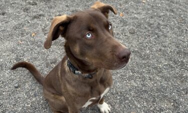 Bennett, the one-year-old Alaskan Malamute/Siberian Husky mix at Brightside Animal Center