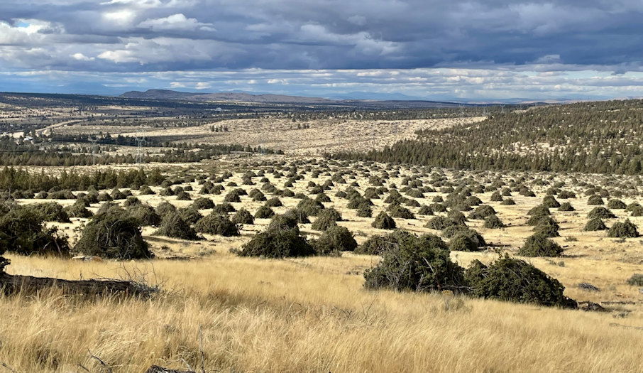 Juniper thinning project is under way on the Crooked River National Grassland