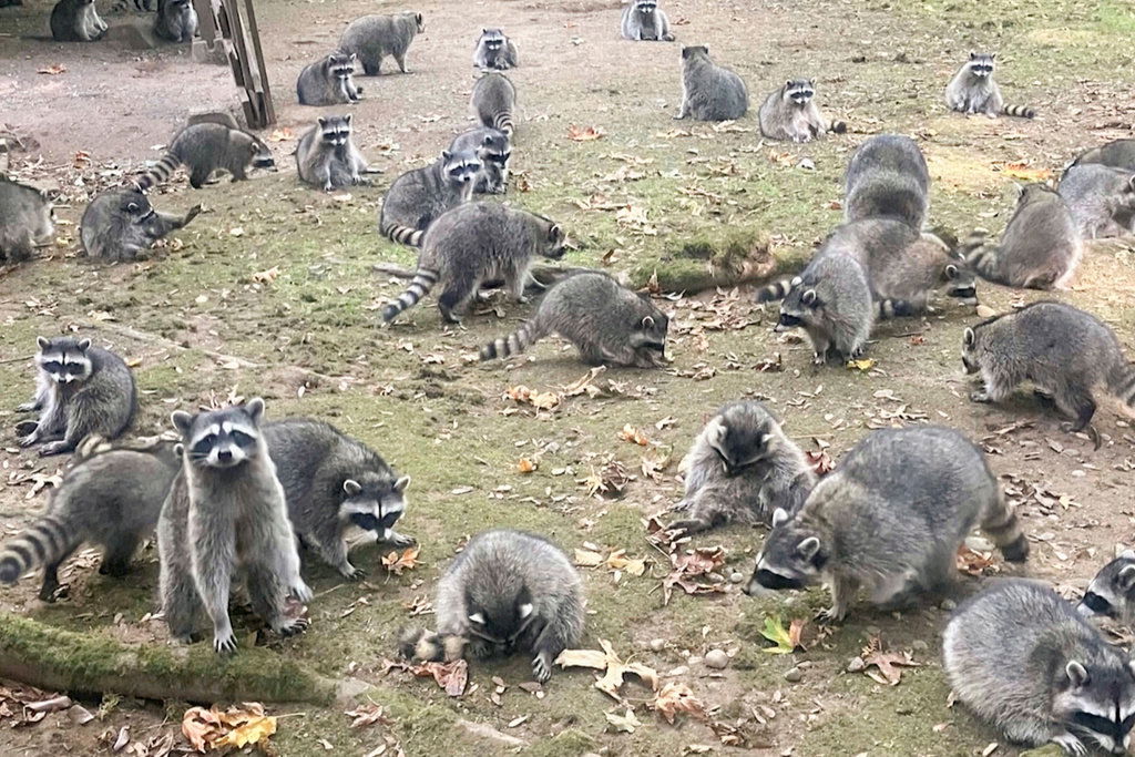 This image made from a video provided by the Kitsap County Sheriff's Office shows a large group of raccoons on a woman's property in Poulsbo, Wash.