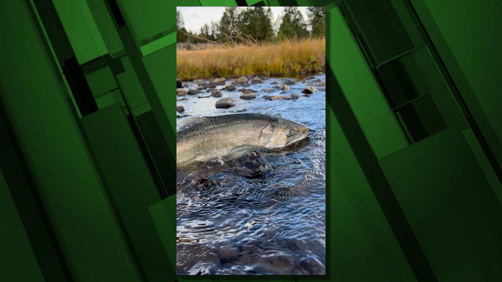 A fall-run Chinook Salmon seen on Oct. 16, 2024, in a tributary of the Klamath River after removal of the dams, marking the first fish to return since 1916.