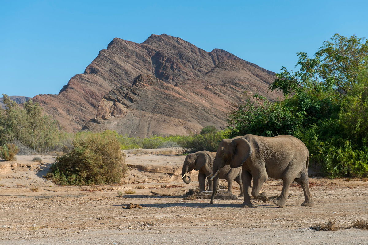 Elephants in the Huanib River Valley in northern Damaraland and Kaokoland, Namibia.