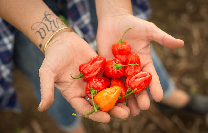 Mild habanero peppers developed by Jim Myers at Oregon State University. 