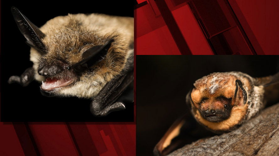 Honey Bunches of Myotis, the long-eared myotis bat, and Hoary Potter, a male hoary bat witha feisty personality, are competing in the BLM's Bat Beauty Contest.