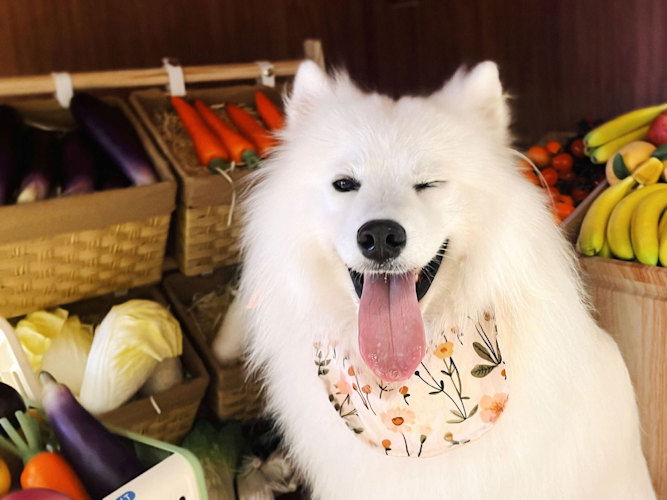 This 2-year-old Samoyed, named OK, has a part-time 'job' working in a dog cafe.