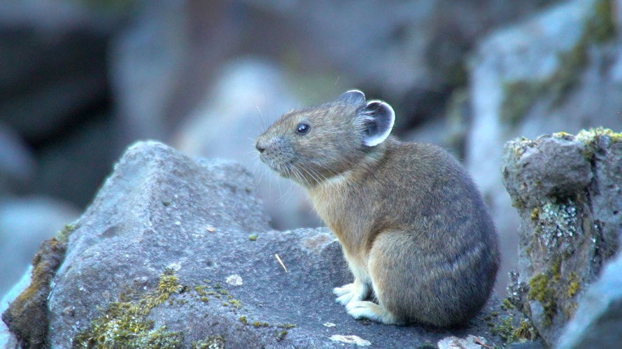  Cascades Pika Watch reported an increased number of pikas in the Columbia River Gorge this season.