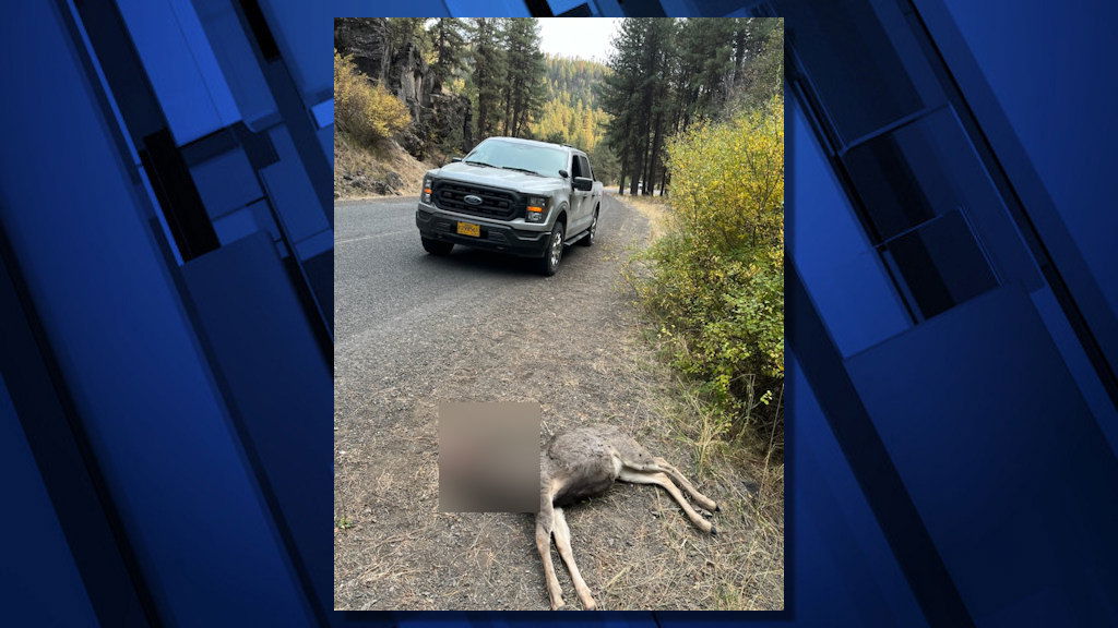 Yearling buck deer was found fatally shot by McKay Creek Road on Friday.