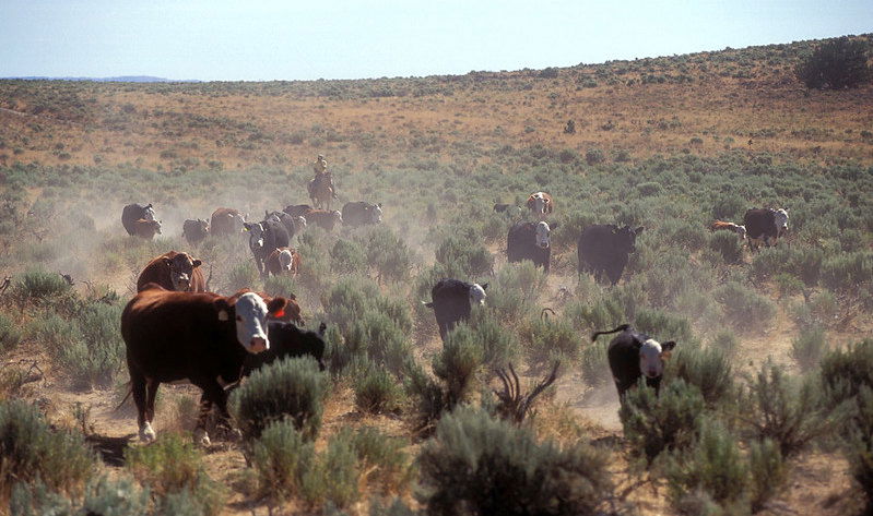 Running cattle on a ranch in a sagebrush habitat. 