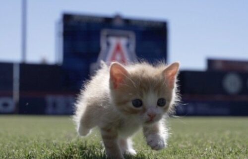 Two Wildcats from the University of Arizona found two wild cats at Hi Corbett Field