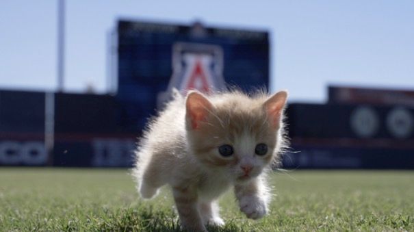 <i>KGUN via CNN Newsource</i><br/>Two Wildcats from the University of Arizona found two wild cats at Hi Corbett Field