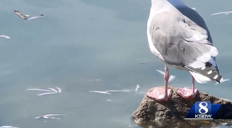 <i>KSBW via CNN Newsource</i><br/>The Santa Cruz Harbor is working to clean up thousands of dead anchovies that have filled the water due to low oxygen levels.