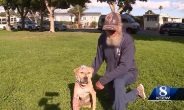 A dog survived a vicious mountain lion attack in the Santa Cruz mountains. It was a harrowing experience for Bella's owner