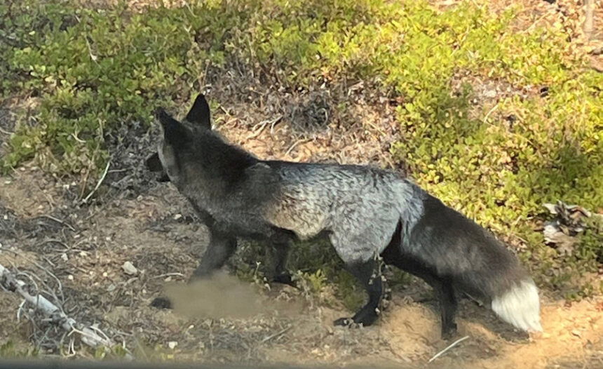 Sierra Nevada red fox caught on camera near Hosmer Lake; wildlife