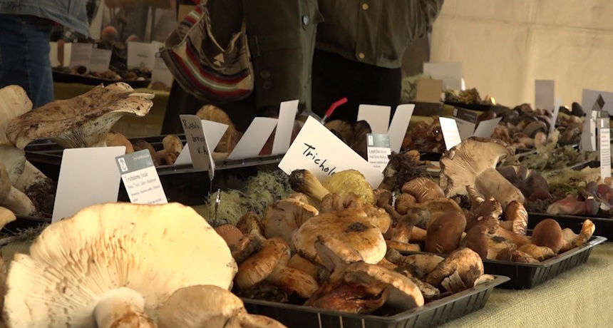 Mushrooms on display at the Sunriver Nature Center Fungi Fest Saturday