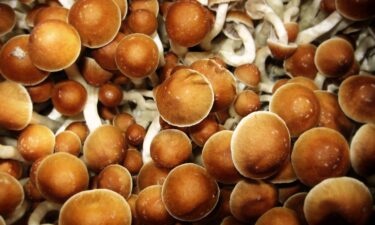 Cultivated Mushrooms are pictured. Shrooms