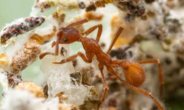 A worker of the fungus-farming ant species Apterostigma collare from Costa Rica appears in a fungus garden. Shared evolutionary history seems to have benefited both ants and fungi