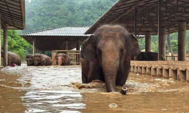 Rescue workers evacuate animals to higher ground at Elephant Nature Park after severe flooding caused the nearby river to overflow in Chiang Mai