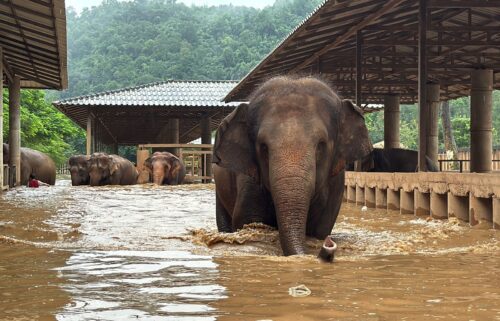 Rescue workers evacuate animals to higher ground at Elephant Nature Park after severe flooding caused the nearby river to overflow in Chiang Mai