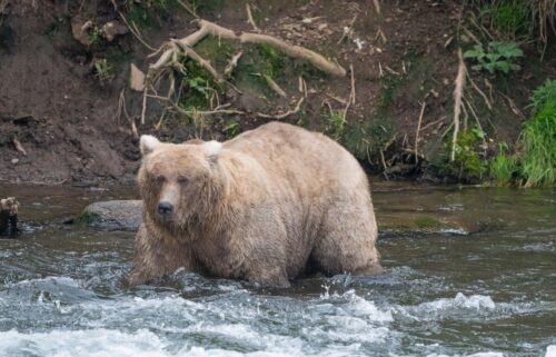 128 Grazer was last year's runaway winner the the Fat Bear Week contest. Who will take the top spot in 2024? It's up to the online voters!