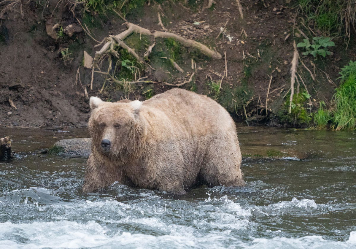 <i>F. Jimenez/NPA Photo via CNN Newsource</i><br/>128 Grazer was last year's runaway winner the the Fat Bear Week contest. Who will take the top spot in 2024? It's up to the online voters!