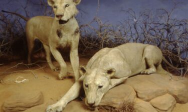 Both lions were mounted as taxidermy specimens and put on display at the Field Museum of Natural History in Chicago.