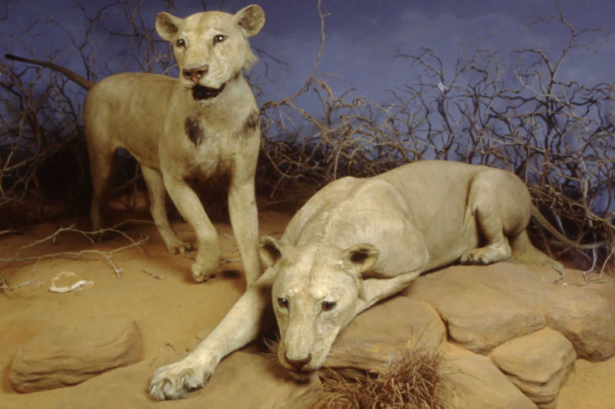 <i>The Field Museum via CNN Newsource</i><br/>Both lions were mounted as taxidermy specimens and put on display at the Field Museum of Natural History in Chicago.