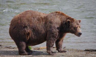 This photo of 32 Chunk was taken on September 9. It proves he's earned his name.