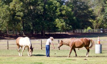 A Stride Ahead team member demonstrates what a horse therapy session might look like. Sessions typically last an hour and include one to two horses.