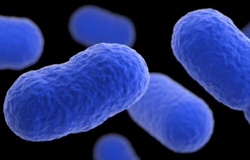 An infection caused by listeria is the third leading cause of death from foodborne illness in the United States.