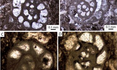 The microfossils within the limestone