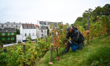 The Clos Montmartre vineyard is tucked away in the center of Paris