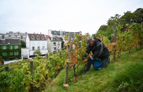 The Clos Montmartre vineyard is tucked away in the center of Paris