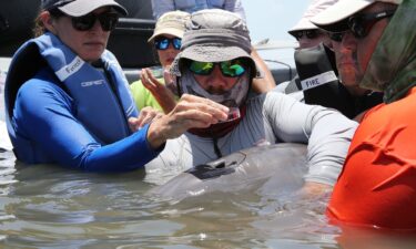 Scientists found microplastics in the exhaled breath of 11 dolphins