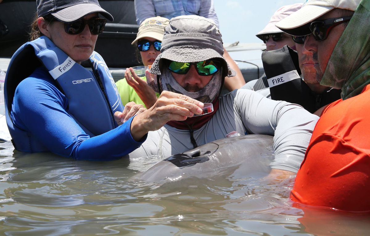 <i>Todd Speakman/National Marine Mammal Foundation via CNN Newsource</i><br/>Scientists found microplastics in the exhaled breath of 11 dolphins