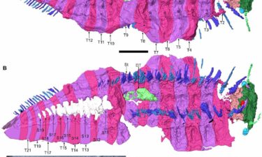 The scans revealed new aspects of Arthropleura's anatomy in detail.