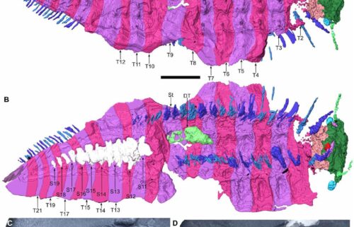 The scans revealed new aspects of Arthropleura's anatomy in detail.