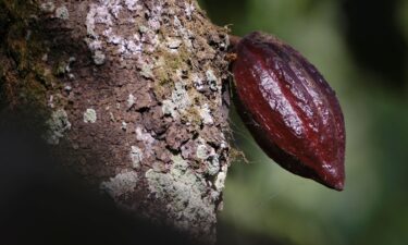 A cocoa pod grows on a farm in Osino in the Eastern Region