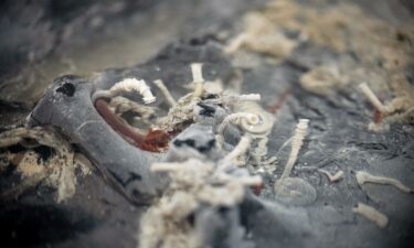 Tube worms thrive on the underside of the seafloor