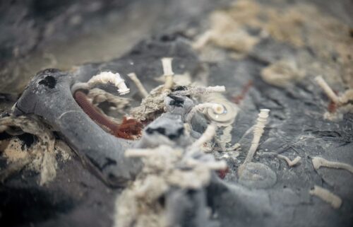 Tube worms thrive on the underside of the seafloor