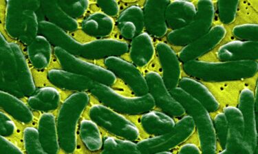 Vibrio vulnificus bacteria can cause fatal infections.