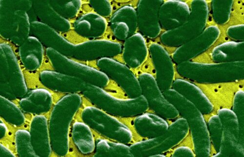 Vibrio vulnificus bacteria can cause fatal infections.