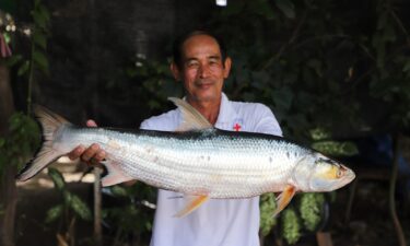 One of two giant salmon carp individuals was caught by fishermen in Cambodia in 2023.