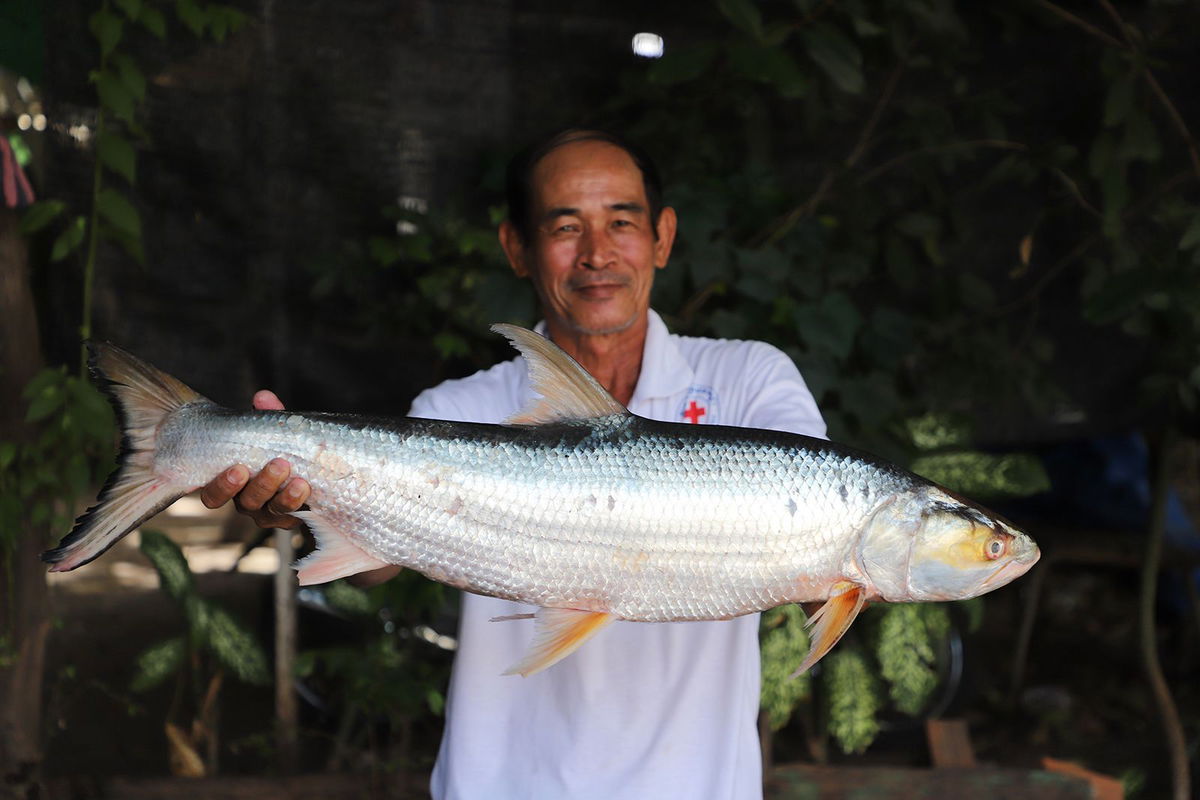 <i>Chhut Chheana/Wonders of the Mekong via CNN Newsource</i><br/>One of two giant salmon carp individuals was caught by fishermen in Cambodia in 2023.